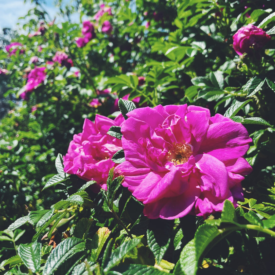 ROSE HYDROSOL | floro goods