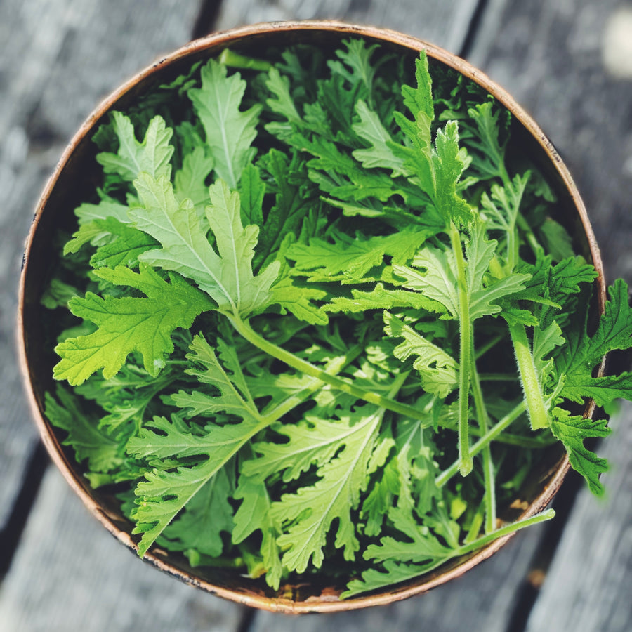 ROSE GERANIUM HYDROSOL | flora goods