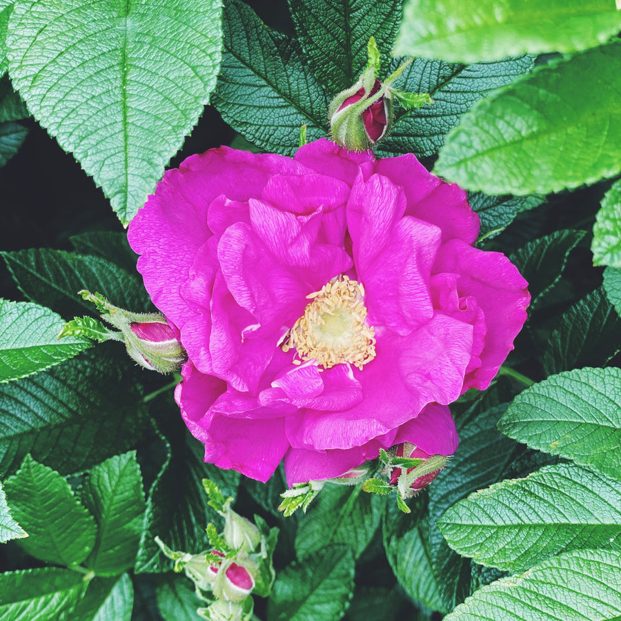 ROSE HYDROSOL | floro goods